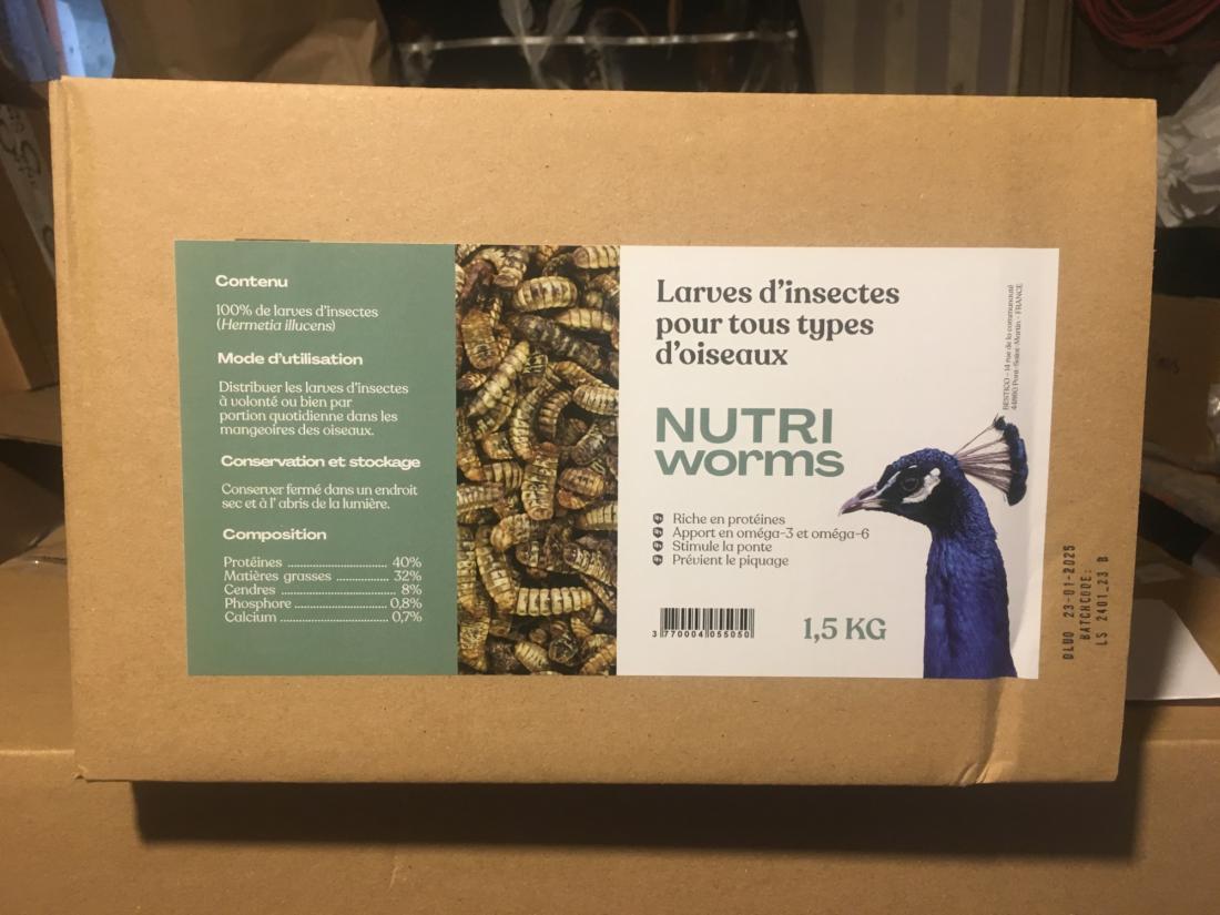 Insectes séchés