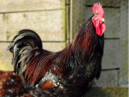 Coq sussex porcelaine rouge (ex 'tricolore')