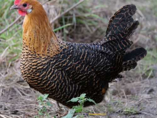 Poule Braeckel crayonné barré doré