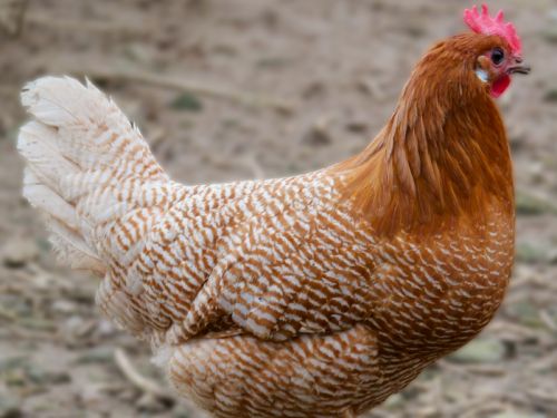 Poule Braeckel crayonné barré chamois