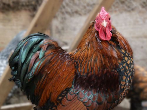 coq wyandotte nain doré liseré noir