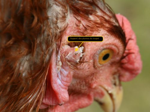 Base du toupet d'oreille