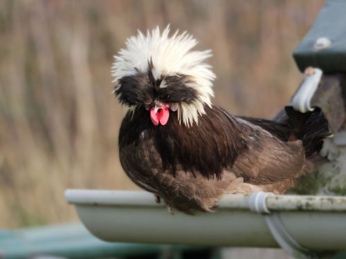 Coq Hollandais nain chocolat à huppe blanche