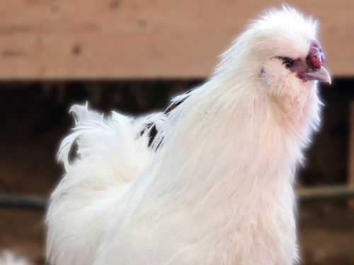 Coq poule-soie blanc
