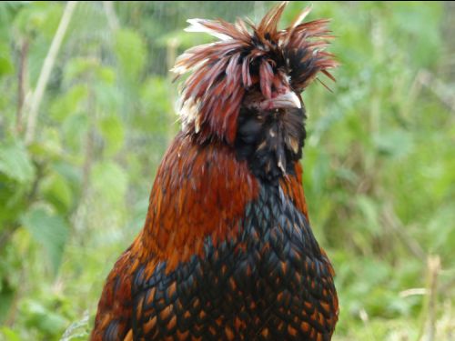Coq padoue doré à liseré noir lisse