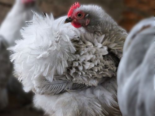 Poule Pékin gris-perle frisée