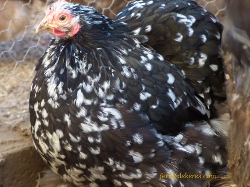 Poule Pékin caillouté noir