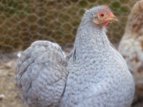 poule Pékin coucou gris-perle