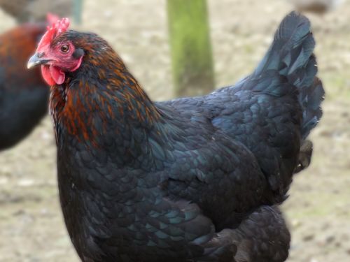 Poule marans noir-cuivré