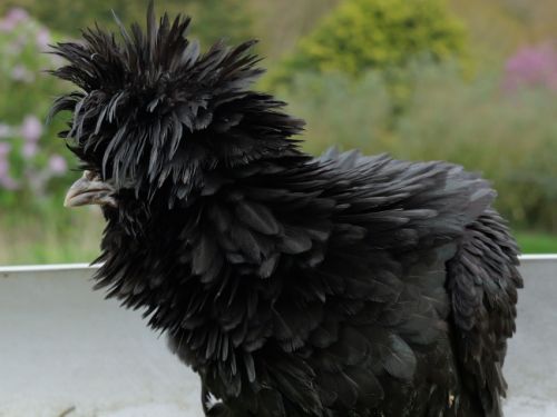 Poule padoue noire frisée