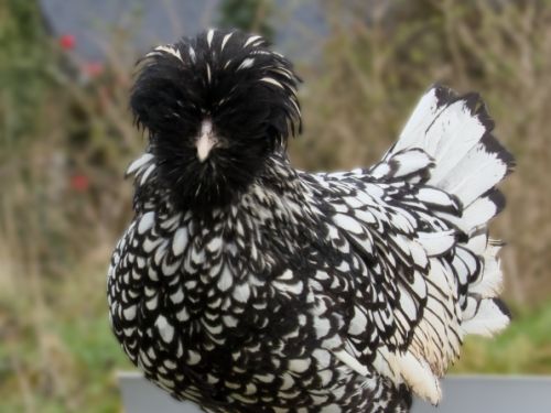 Poule padoue argenté liseré noir lisse
