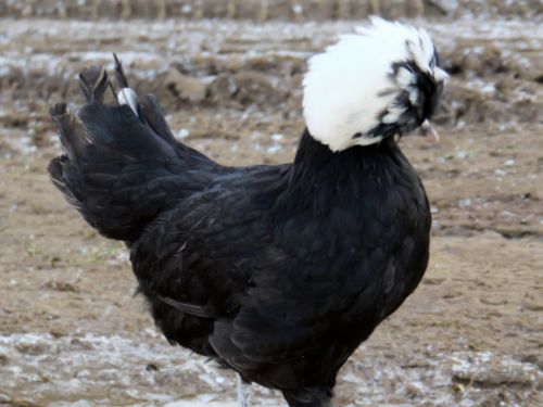 Jeune poule Hollandaise grande race noire à huppe blanche