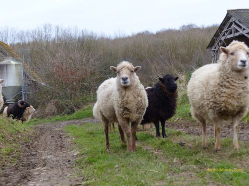 Troupeau en liberté