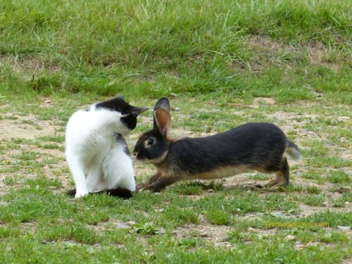 Ô une sorte de lapine