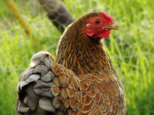 poule wyandotte naine doré liseré bleu