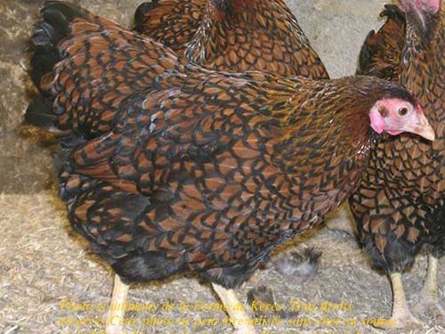 poule wyandotte naine doré liseré noir