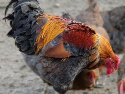 Coq Wyandotte GR perdrix maillé doré bleu