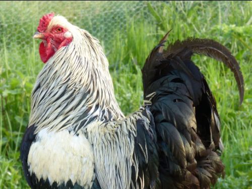 Coq Brahma perdrix-argenté noir