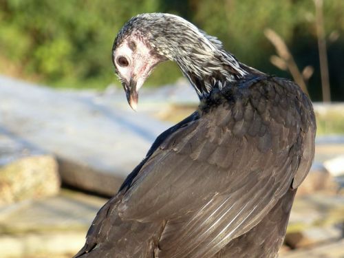 Poule Petit combattant anglais nain noir à camail argenté