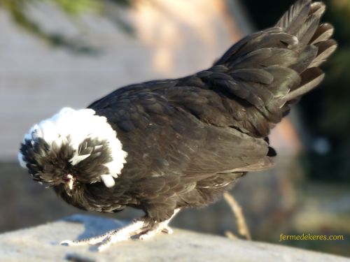 poule Hollandaise naine noire à huppe blanche