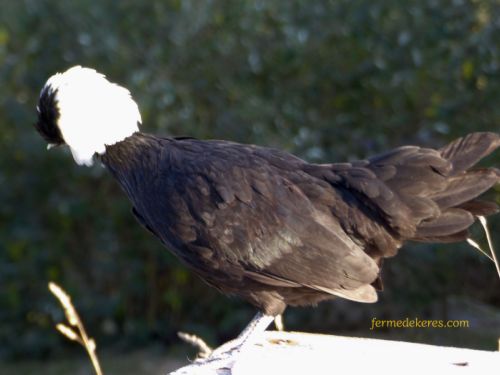 poule Hollandaise naine chocolat à huppe blanche