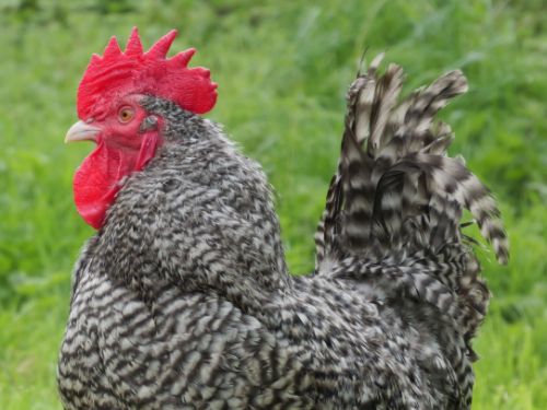 Coq coucou de Rennes