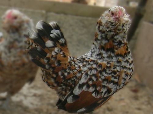 Poule Barbue d'anvers mille-fleur