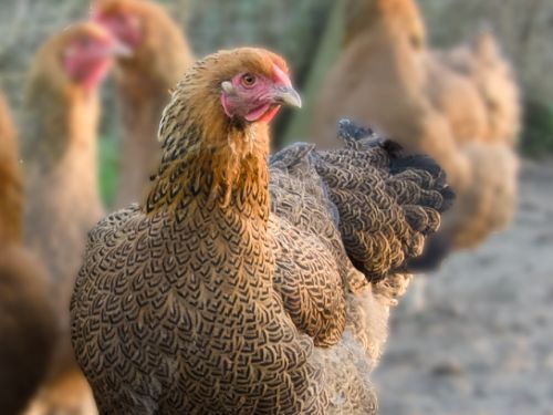 Poule Wyandotte GR perdrix maillé doré