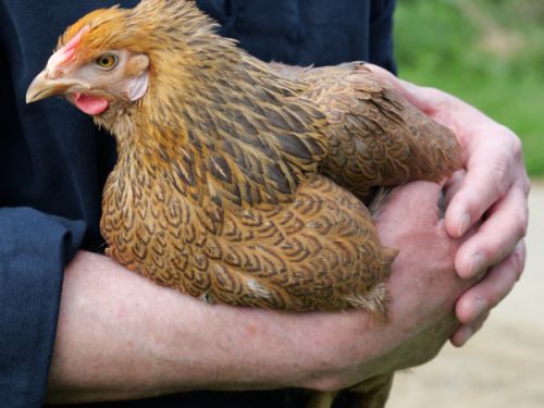 Poule Wyandotte GR perdrix maillé doré bleu