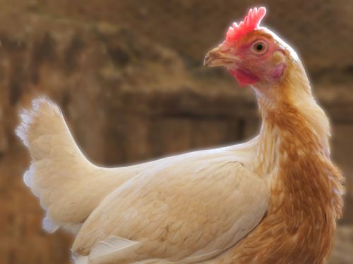 Poule anglais moderne GR pyle