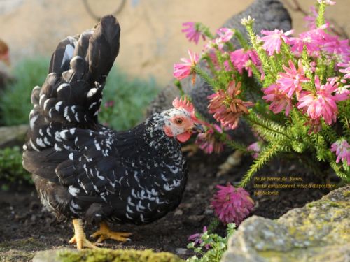 Poule Chabo caillouté noir