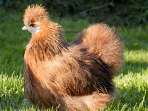 Poule-soie entre fauve et perdrix