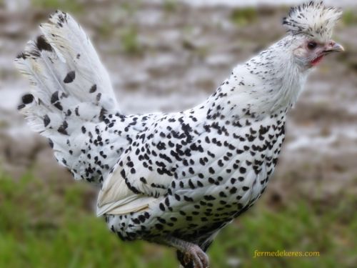 Poule Appenzelloise pailleté argenté