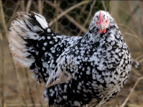 Poule Gournay