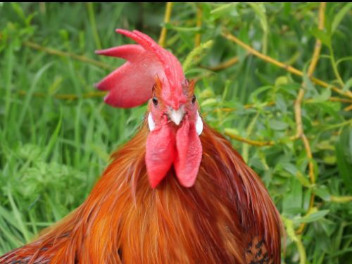 coq braeckel doré