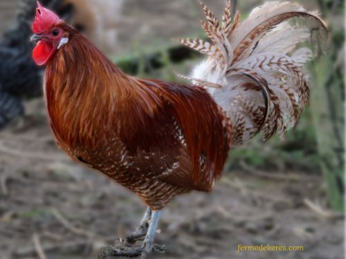 coq braeckel chamois