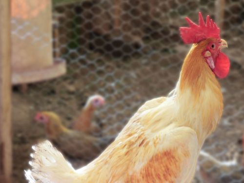 Coq anglais moderne GR pyle