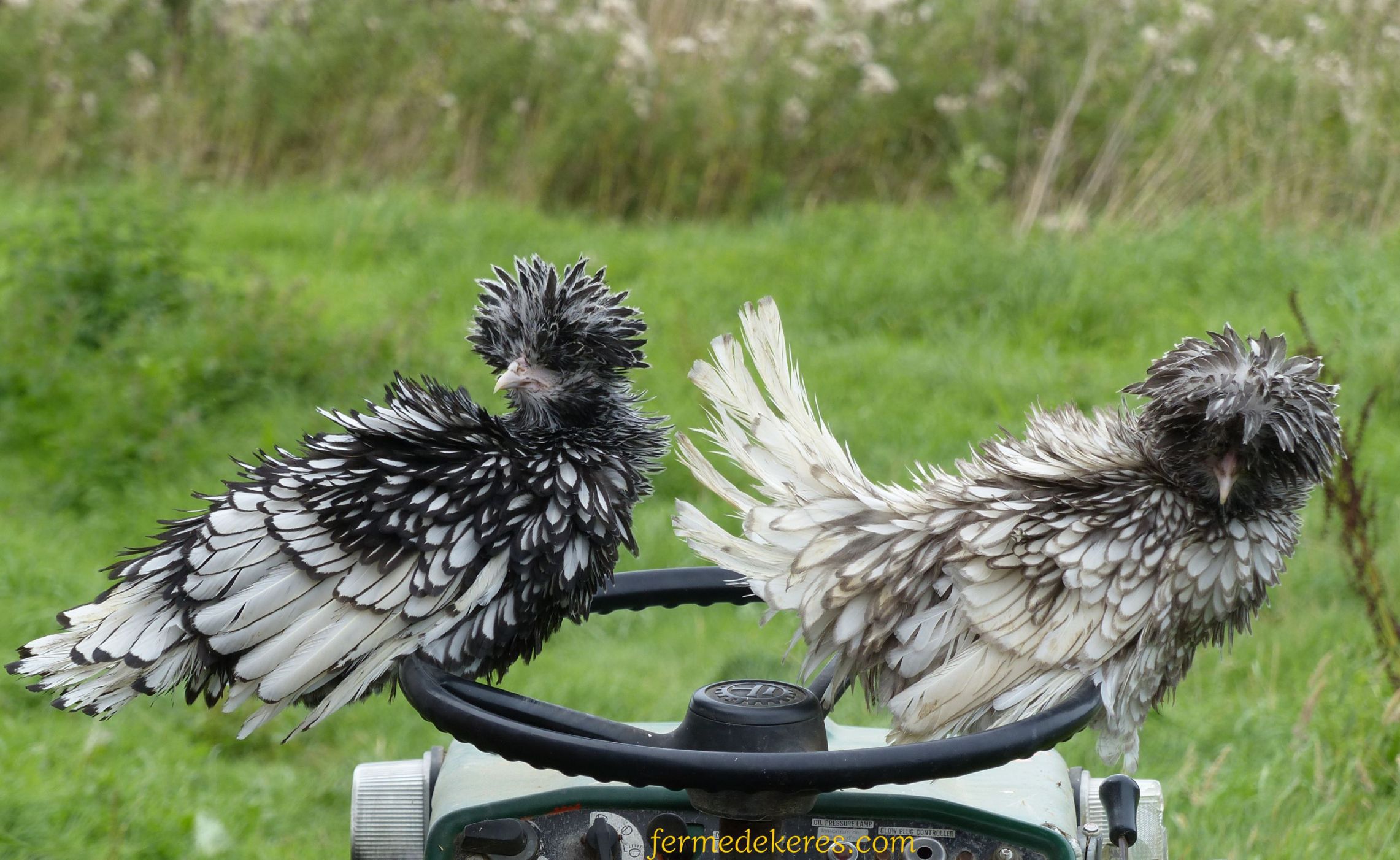 Poules padoue argenté liseré noir et argenté liseré bleu frisées