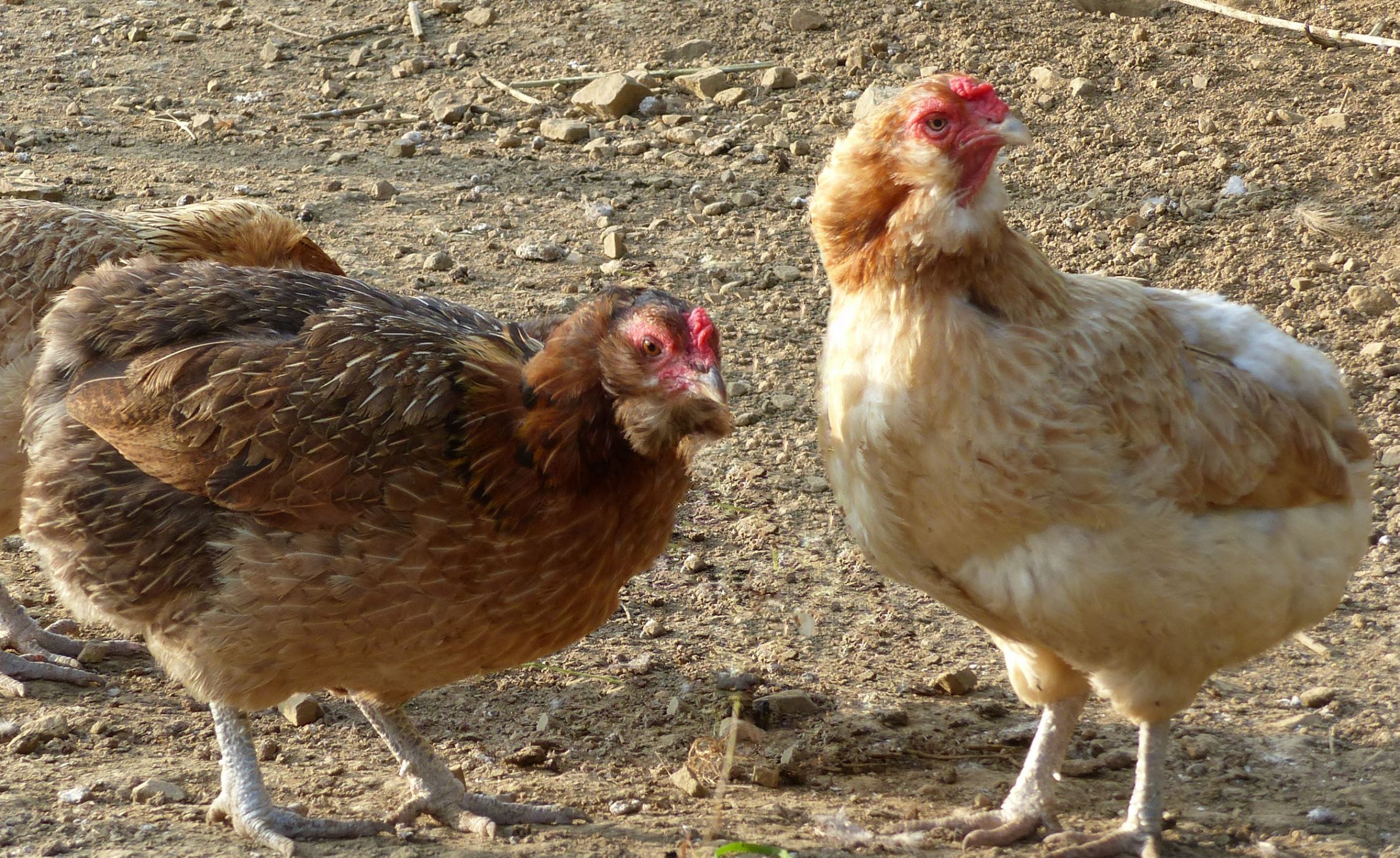 poules araucana