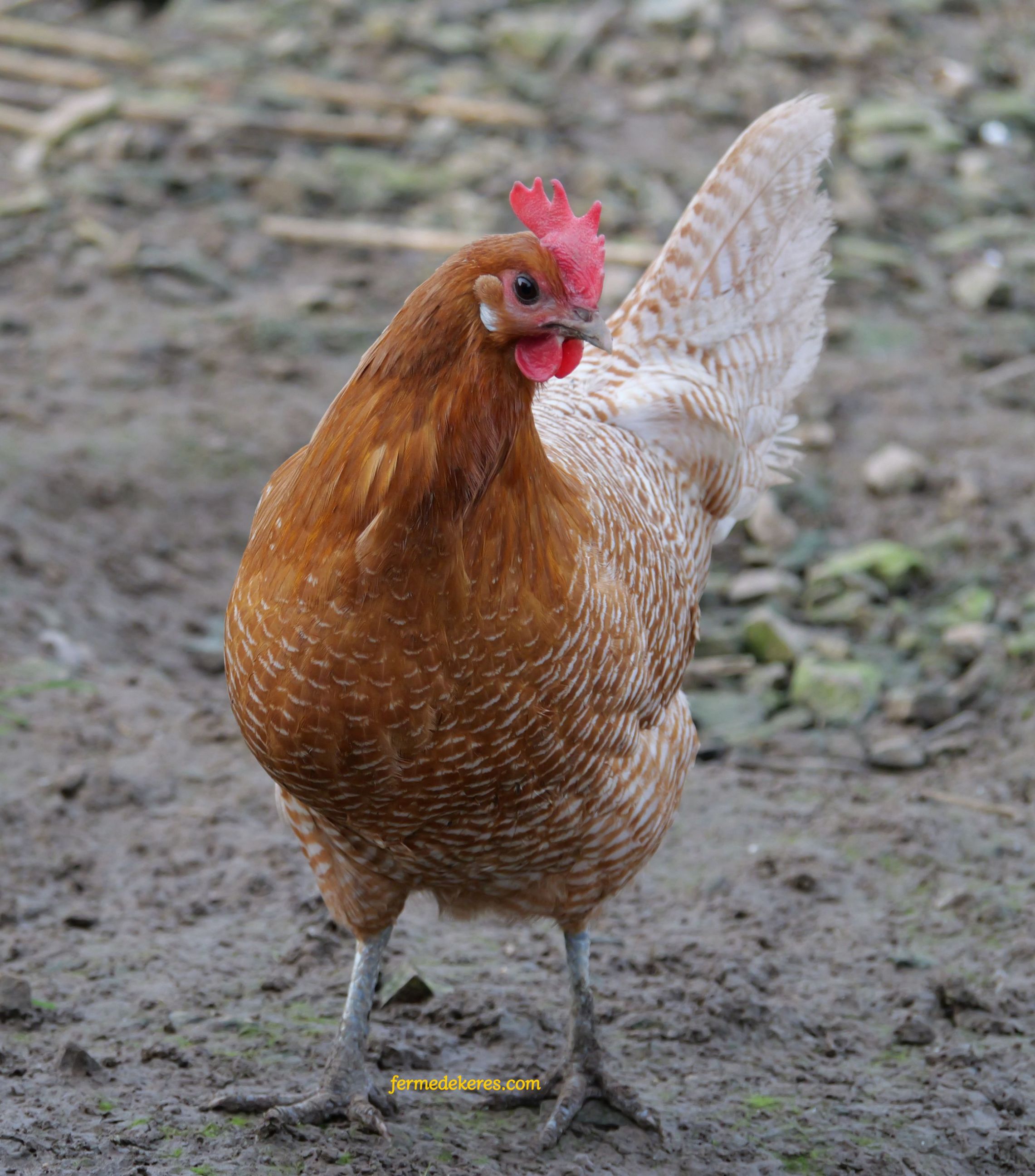 Poule Braeckel chamois