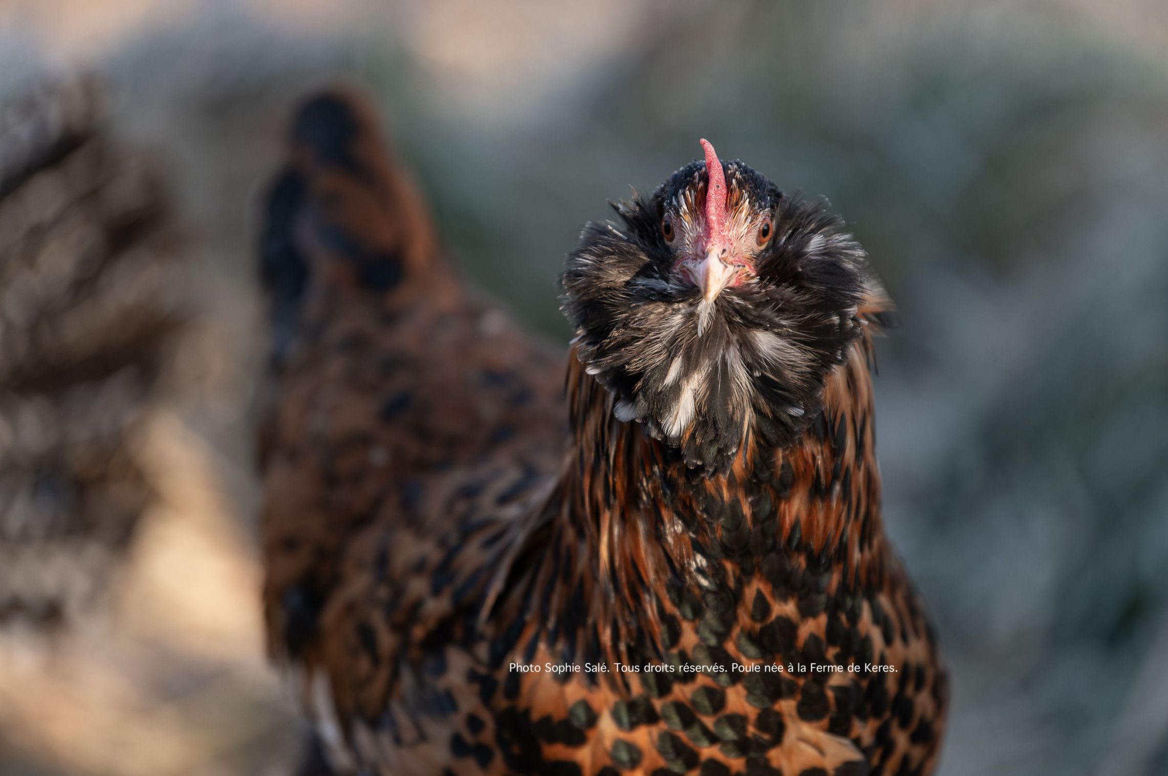 Poule Barbue de Thuringes pailleté doré