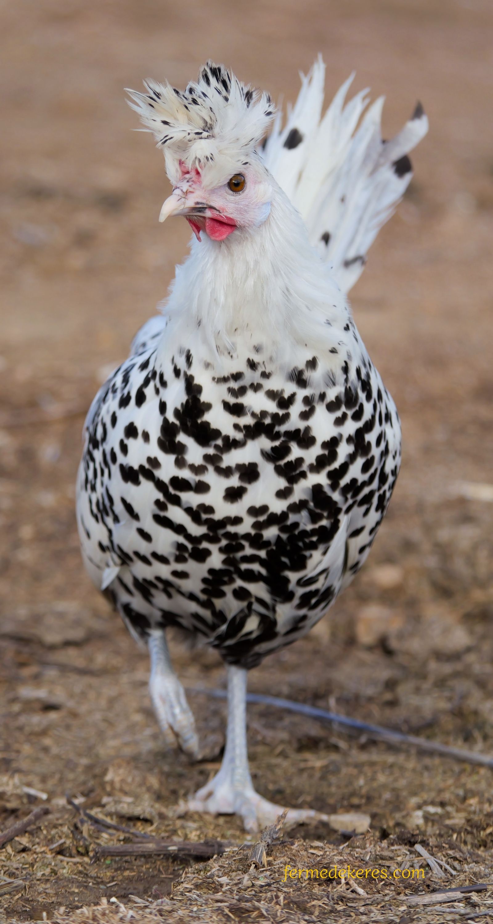poule appenzelloise pailleté argenté
