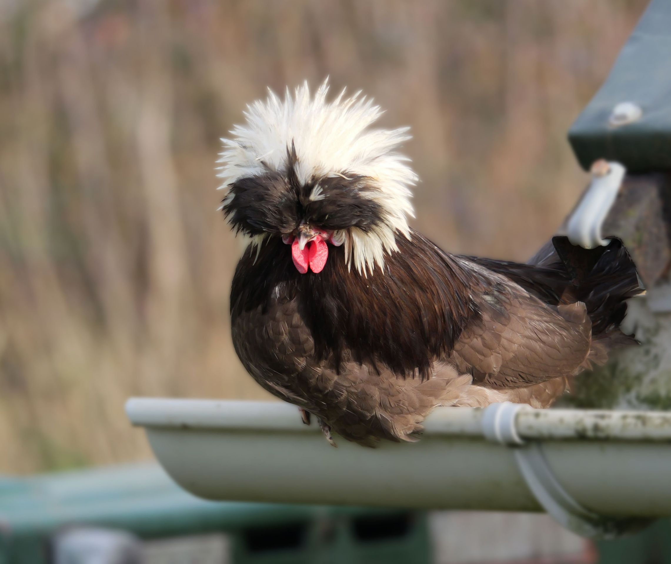 coq hollandais chocolat liss