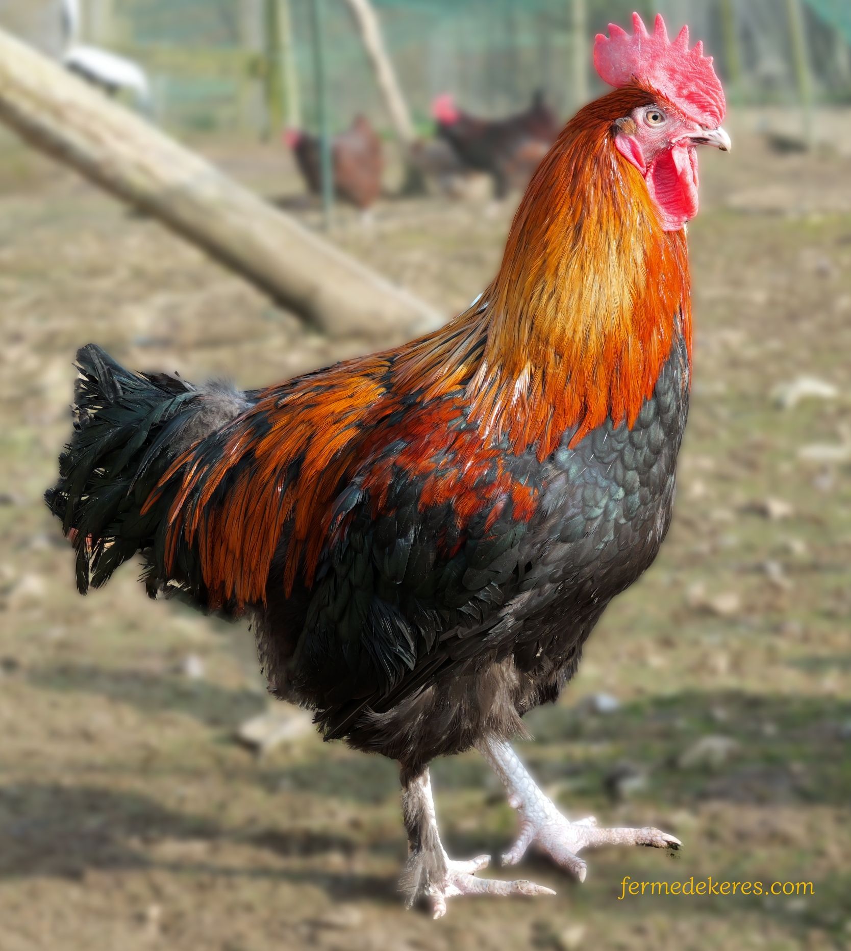 coq marans noir-cuivré