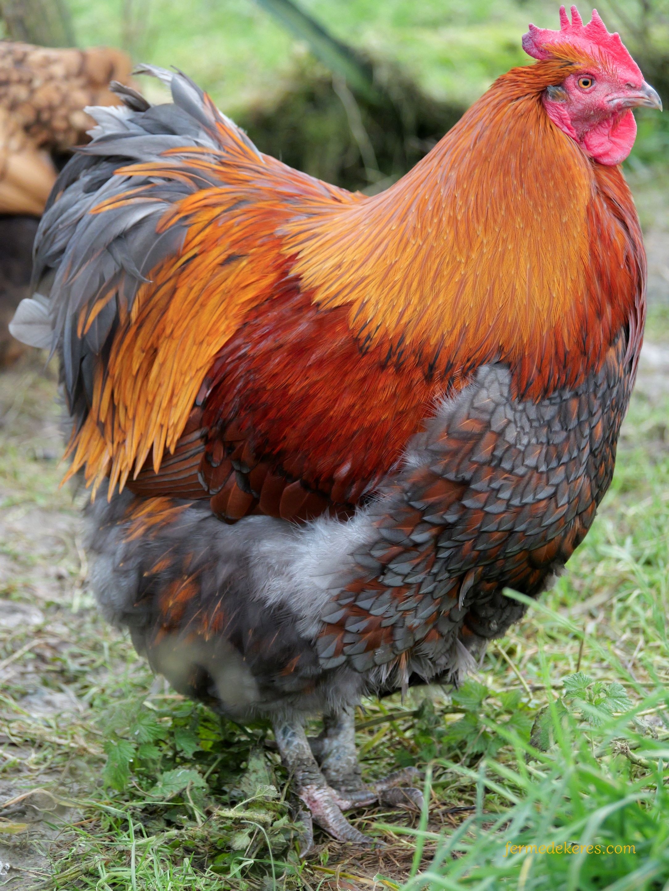 Coq orpington, couleur de travail