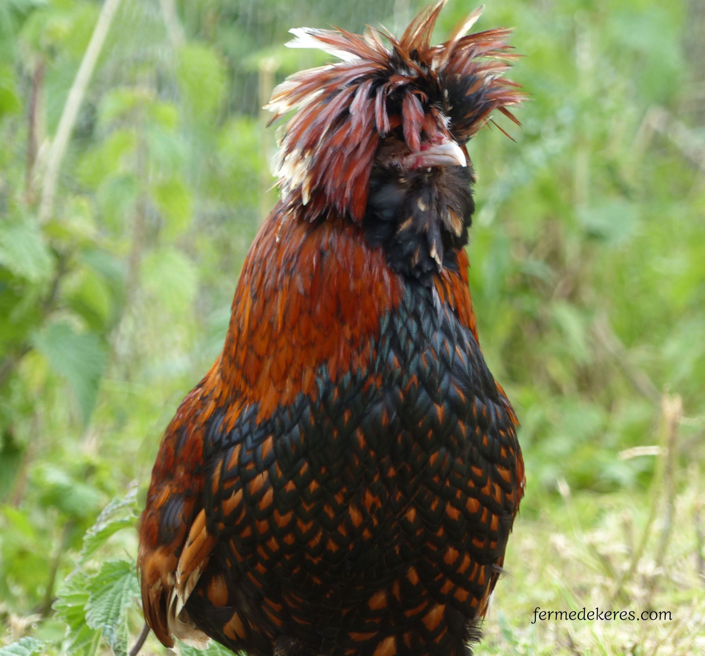 coq padoue doré liseré noir