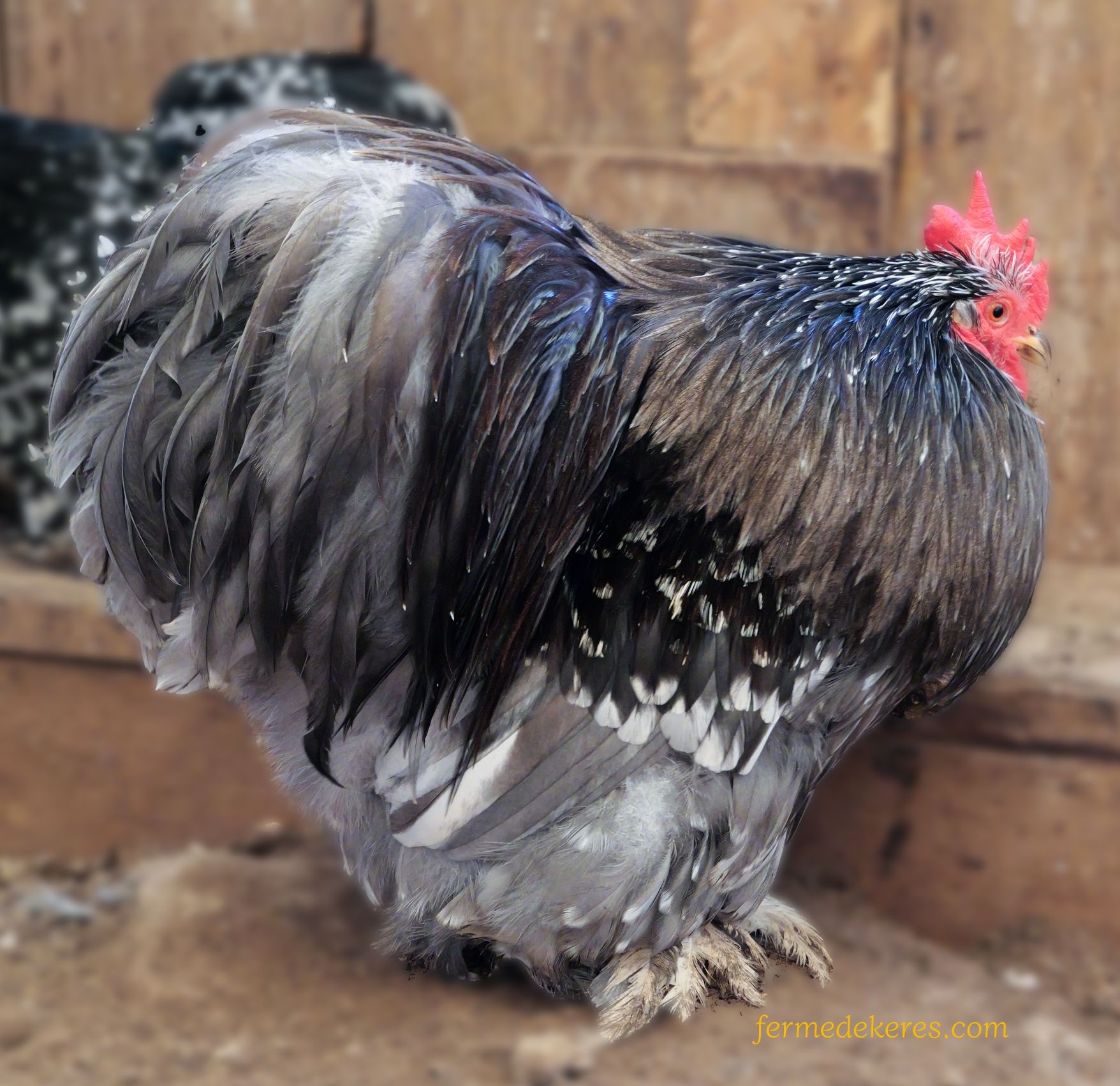 Coq Pékin caillouté-bleu