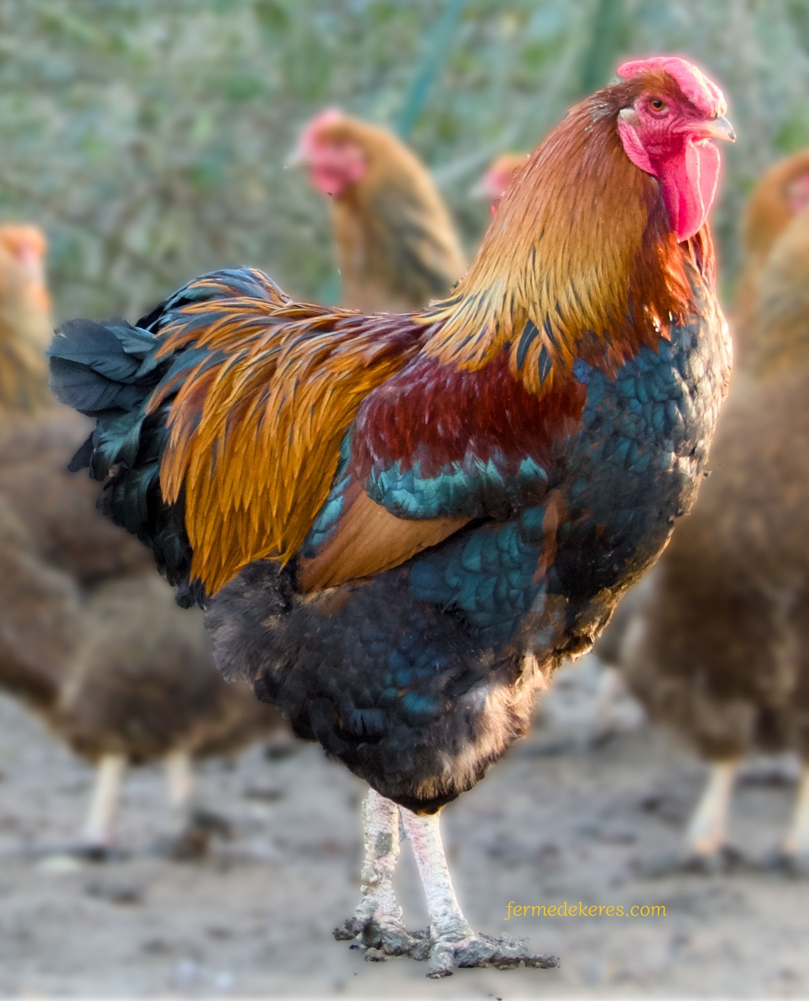 Coq Wyandotte GR perdrix maillé doré