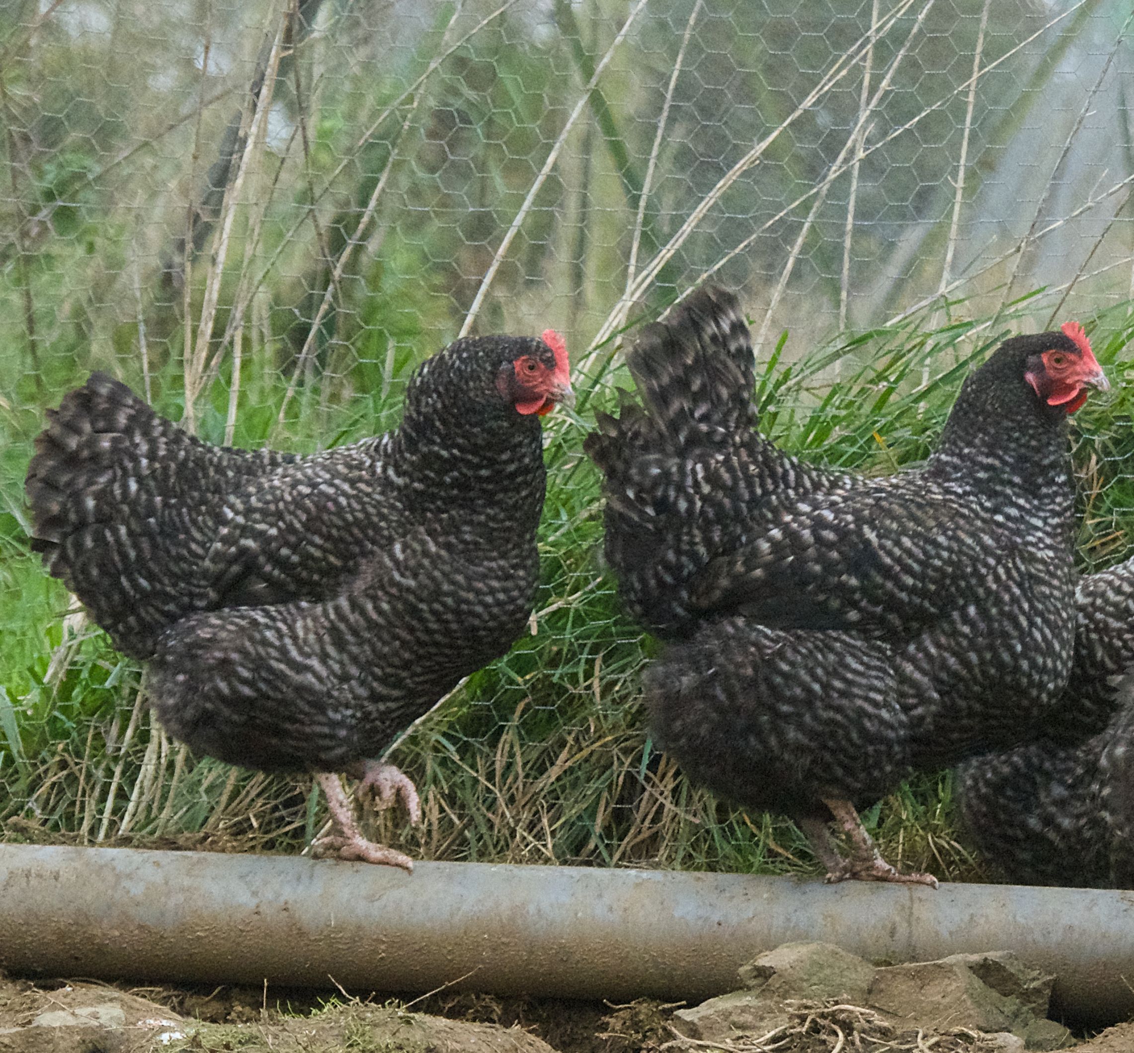 Poules coucou de Rennes