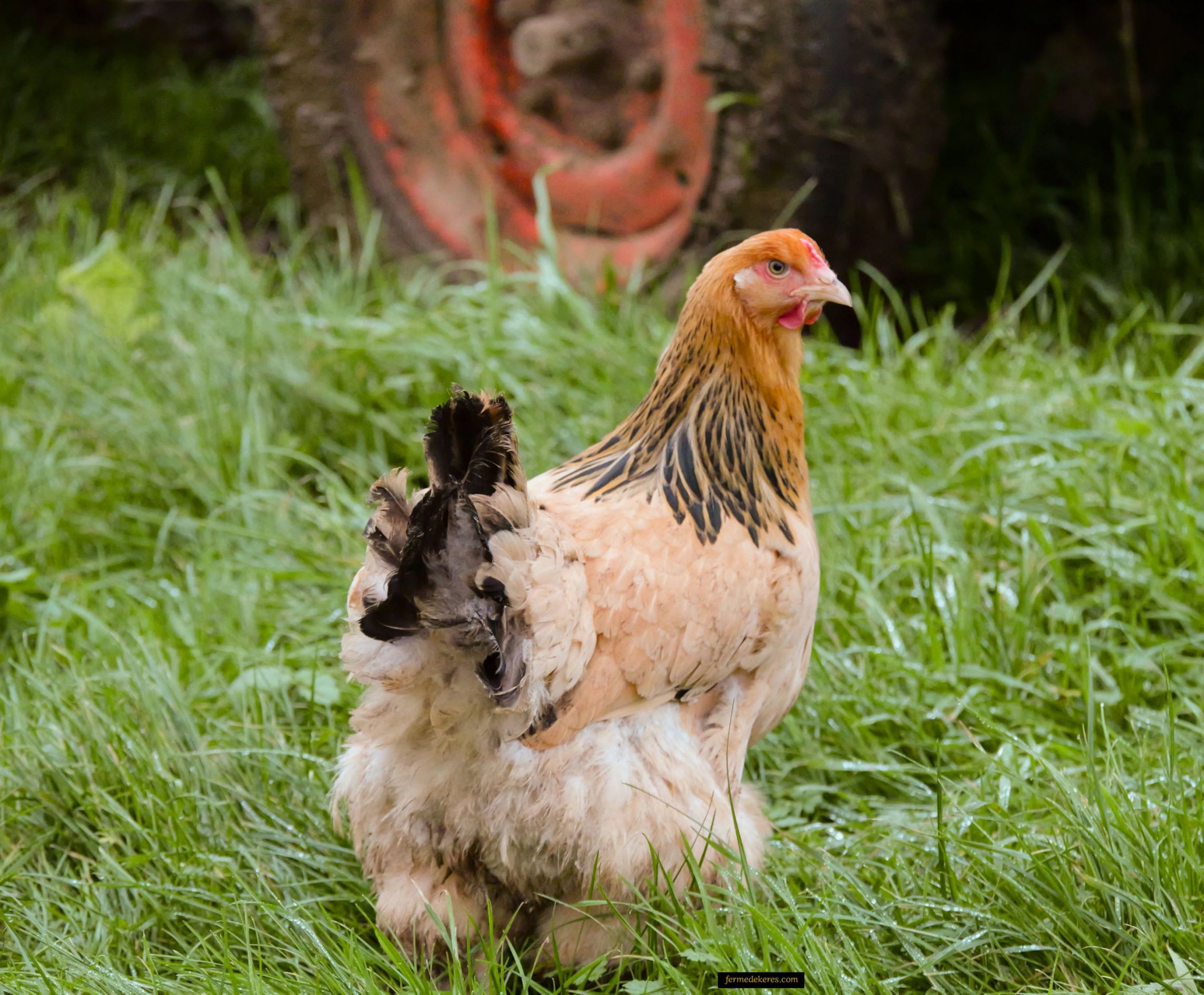 Poule Brahma herminé fauve